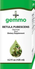 Betula pubescens  Image